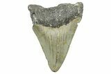 Bargain, Fossil Megalodon Tooth - North Carolina #368456-1